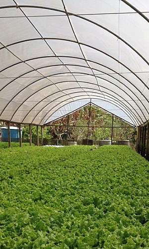 lona para estufa agrícola lona para estufa agrícola